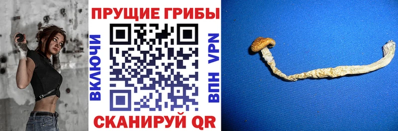 где можно купить наркотик  Хадыженск  Псилоцибиновые грибы прущие грибы 